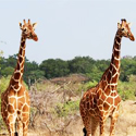 Photography Fixed Departure Safari, Kenya 